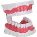 HEEPDD ABS Standard Oral Teeth Model | Dentist Teaching Aid for Schools | Office Supplies - Buy Online on GoSupps.com
