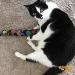 Kitty Kick Stix 15 Original Catnip Kicker Toy (Set of 2) - Made in USA - Mystery Flavor - Buy Online on GoSupps.com
