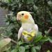 Kama Bridal Washable Diapers for Birds - Parrots Budgies Canaries | 2 Medium Flight Suits - Buy Online on GoSupps.com