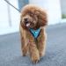 Suredoo Reflective Dog Harness & Leash Set for Small Pets - Anti-Train Design Blue Wave XS - Buy Online on GoSupps.com