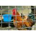 ORIBUKI 20 Pack Chicken Feeder Cups - Hanging Bird Waterer 8oz - Rabbit Food Bowl - Pigeon Feeding Dishes - Bunny Poultry Coop Drinker - Quail Seed Treats Dispenser - Duck Drinking Bottle - Buy Online on GoSupps.com