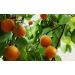 Organic Raw Bitter Apricot Kernels 16oz - USDA Certified, 1LB Bitter Apricot Seeds - Buy Online on GoSupps.com
