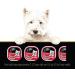 CESAR Filets in Sauce Wet Dog Food - Prime Rib Flavour - 100g (24 Pack) Prime Rib 100 g (Pack of 24) - Buy Online on GoSupps.com