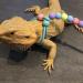 Balacoo Bearded Dragon Leash Adjustable Lizard Harness Adjustable Safety Walking Leash for Reptiles Amphibians Small Pet Animals - Buy Online on GoSupps.com