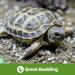 Swell Reptiles Tortoise Soil 10 Litre Bag. Burrowing Substrate For Tortoise Habitat Bedding. - Buy Online on GoSupps.com