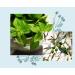 Officina Naturae Solara Dishes Detergent Solid Peppermint Organic Sustainable Vegan Plastic Free 180g - Buy Online on GoSupps.com