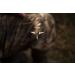 Slick Trick Assailant Hybrid Mechanical Broadhead - Ultimate Precision and Devastating Power - Buy Online on GoSupps.com