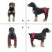 Dog Double Rear Leg Brace Dog Knee Brace Dog Double Rear Leg Brace- ACL Hind Leg Brace with Reflective Seat Belts - Supportive Dog Knee Brace X-Small - Buy Online on GoSupps.com
