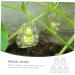 Kisangel 5pcs Vegetable Mold Ginseng Melon Shaping Multi-Function Fruit Mold Gourd Shaper - Buy Online on GoSupps.com