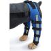 Jauarta Dog Hind Leg Brace Breathable Elastic Shockproof Dog Leg Protector for Pets and Dogs (L) - Buy Online on GoSupps.com