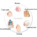 PEDIMEND (4 in 1 Pack) Silicone Gel Toe Separators (4PAIR - 8PCS) | Hammer Toe Straightener | Simple Toe Separator | Single Loop Toe Separator | Double Loop Toe Separator | Foot Care - Buy Online on GoSupps.com