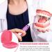 Buy Pink Prostheses Storage Box & Cleaner Brushes - Ideal Dentistry Case for Orthodontic & Braces Care - Buy Online on GoSupps.com
