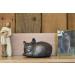 Rainbowbridge At Peace Cat Urn For Ashes - Handcrafted Cat Memorial - Pet Urn Suitable for Indoor & Outdoor Use Pewter - Buy Online on GoSupps.com
