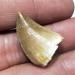 1 20-30mm Natural Animal Mosasaur Tooth Specimen which can be Used as a Gift Decoration Pendant Reiki Stone ERTEYIN - Buy Online on GoSupps.com