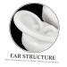 ULTECHNOVO Silicone Ear Mold Desk for Office - 1 Pair | Simulation Ear Model for Acupoint Learning | Body Jewelry and Headphones Ear Plugs - Buy Online on GoSupps.com