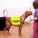 Buy CENWA Dog in Training Vest - Safety Jacket for Nervous & Scared Dogs | International Shipping - Buy Online on GoSupps.com