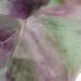 Soulnioi Bicolor Fluorite Crystal Raw Stones (2-3cm) - 4pcs | Healing Crystals for Meditation, Wicca, Reiki | Chakra Balancing and Purification - Buy Online on GoSupps.com