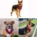 Dog Bandana EYLEER Pet Dog Bandanas Cotton Reversible Triangle Red Plaid Autumn Fall Christmas Thanksgiving Halloween Scarf Bibs Dog Accessories for Small Medium Large XL Dog Puppy(L Size) (Red/Black) - Buy Online on GoSupps.com