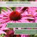 Organic Echinacea Purpurea Tea - USDA Certified 4 oz Dried Purple Coneflower Herb Premium Loose Cut & Sifted Echinacea for Immune Support - Buy Online on GoSupps.com