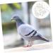 Angoily 300 Pcs Pigeon Anklet Duck Where Clip Chicken Ankle Ring Pigeons Ring Bands Parrot Label Tape Baby 1.3X1.3CMx3pcs Whitex3pcs - Buy Online on GoSupps.com