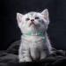Tagme Reflective Cat Collar 2-Pack | Adjustable Name & Address Shield | Safety Lock & Bell for Kittens | Turquoise 15-20 cm - Buy Online on GoSupps.com