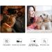 Masbrill LED Dog Collar - Luminous Waterproof & Adjustable with 3 Flashing Lights for Small to Large Dogs - Orange XS (25-35cm) - Buy Online on GoSupps.com