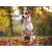 Shop Autumn Dog Collars - Halison Thanksgiving Dog Collar with Flower & Cotton Maple Leaf Design for Small Medium and Large Dogs - Buy Online on GoSupps.com