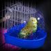 YJJKJ Caged Bird Bath for Small Birds - Parrot Supplies Bathing Tub for Canary, Budgerigar, Cockatiel, Lovebird (Random Color) - Buy Online on GoSupps.com