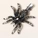LALAFINA Spider Hairpin Kid Hair Accessories Hair Barrettes for Women Black Spider Hair Clip Halloween Bag Stuffer Black Hair Accessories Alloy Rhinestone Miss Filler Artificial - Buy Online on GoSupps.com