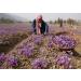 Saffron Crocus 25 Bulbs + Saffron Bulb Food | Crocus Sativus | Fast Shipping - Buy Online on GoSupps.com
