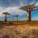 Premium Bio Baobab Powder 500g - Organic Adansonia - Certified Quality - Biobaobab - Eco-Friendly Shipping Worldwide - Buy Online on GoSupps.com