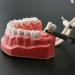 1.5X Large Dental Typodont Model for Kids - Tooth Brushing & Flossing Practice Removable Lower Teeth for Dental Students | Ideal Teaching Tool - Buy Online on GoSupps.com