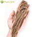 Buy Organic Angelica Root 70g - Dried Cut Root & Tea | Premium Archangelica Officinalis for Herbal Remedies - International Shipping - Buy Online on GoSupps.com