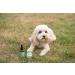 Active Silver Animal Care Premium Colloidal Silver 25ppm for pet care Pipette Dropper Bottle (50ml) - Buy Online on GoSupps.com