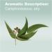 doTERRA Eucalyptus Radiata Essential Oil - 15 mL | Pure & Natural Aromatherapy - Buy Online on GoSupps.com