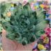 Crystal Rough Twinkling Green Ghost Quartz Crystal Cluster Specimen - Buy Online on GoSupps.com