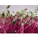 Beet Seed Sprouting Seeds 14 oz - Non-GMO Microgreen for High Sprout Germination - Country Creek Acres Brand for Juicing, Gardening, Hydroponics - Buy Online on GoSupps.com