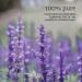 Now Foods Spike Lavender Essential Oil - 1 fl oz (30 ml) | Pure Aromatherapy - Buy Online on GoSupps.com