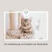 Felimove Cardio Herz-Liquid for Cats (60 ml) | Supports Heart Health Blood Pressure & Circulation with Omega-3 Taurine & Crataegus - Buy Online on GoSupps.com