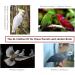 Kuso XL Reusable Washable Diapers for Parrots | Aviation Suit Kimono & Clothing for Birds - Budgies Cockatoos African Grey & More (Pink) - Buy Online on GoSupps.com