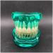 Transparent Dental Model for Adult Dentists | Realistic Teeth & Gums for Teaching & Demonstration - International Shipping - Buy Online on GoSupps.com