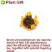 Plant Gift Natural Kunlun Snow Daisy Tea 40g141oz High Mountain Xueju Snow Chrysanthemum Flowers Herbal Tea - Buy Online on GoSupps.com