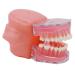 Dental Soft Gum Standad Typodont Study Model with 28 Removable Teeth & Cheeks - Ultimate Dental Training Tool - Buy Online on GoSupps.com