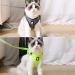 Premium Cat Dishes & Harness Set for Outdoor Walking | Cat Leash & Feeding Solutions - Buy Online on GoSupps.com