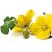 Greenfood Evening primrose oil 1000 mg high dose 90 capsules no artificial additives no genetic engineering. - Buy Online on GoSupps.com