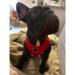 Red Soft Mesh Dog Harness - Adjustable, No Pull, Comfort Padded Vest for Medium Dogs - Buy Online on GoSupps.com