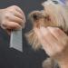 Zimingu Stainless Steel Pet Grooming Comb | Professional Shedding Tool for Cats & Dogs - Perfect for Poodles - Buy Online on GoSupps.com