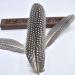 Flying Feathers Natural Pheasant Feathers 4 Style 15-20cm 12pcs for DIY Craft and Party Decor FF03 - Buy Online on GoSupps.com