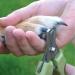 Safari Stainless Steel Nail Trimmer for Small Dogs - Durable & Easy to Use - Buy Online on GoSupps.com