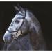 Horseware Rambo Micklem Multibridle 3 in 1 - Customizable Size & Color (Black WB) | International Shipping Available - Buy Online on GoSupps.com